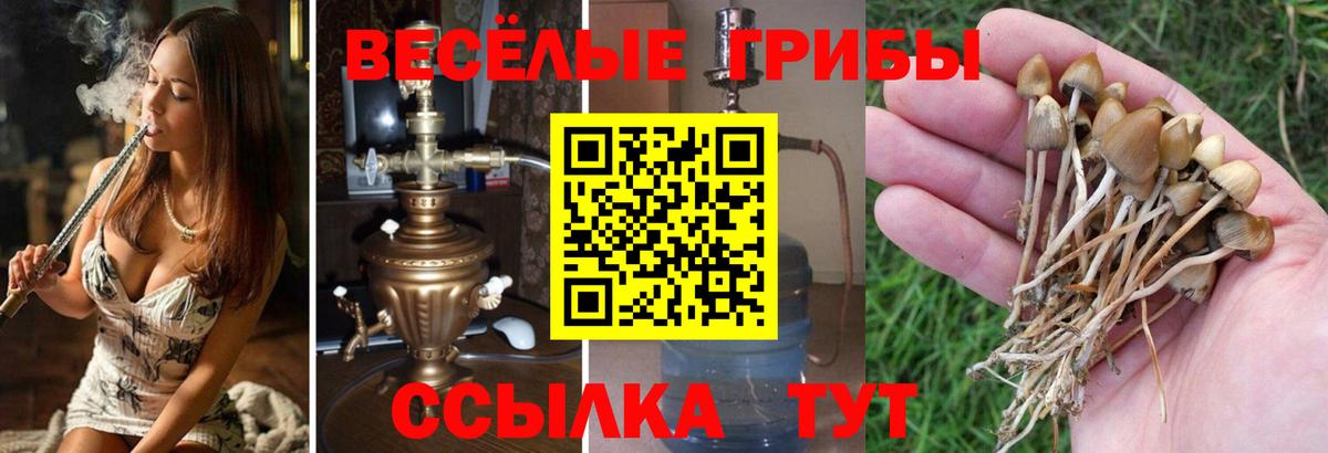 Псилоцибиновые грибы ЛСД Сосновый Бор